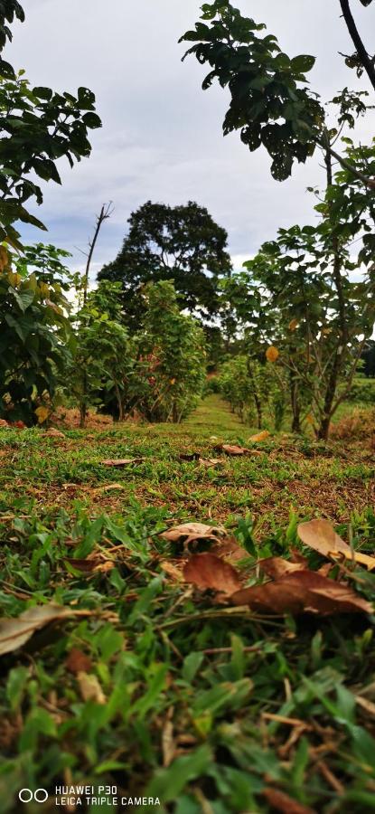 Oasis Del Tortuguero Villa Cariari  Bagian luar foto